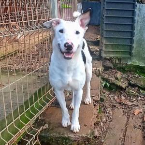 Polo-Patitas Polo-Patitas